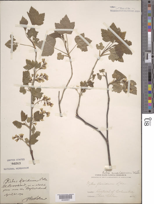 American Black Currant (Ribes americanum)