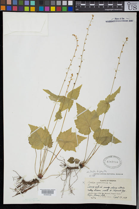 Bishop’s Cap (Mitella diphylla) 2x2x3" Pot