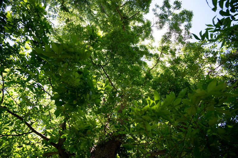 Northern Pecan (Carya illinoinensis)