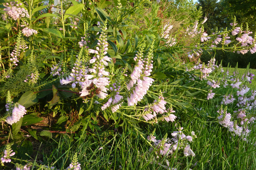 Obedient Plant (Physostegia virginiana) 2x2x3" Pot