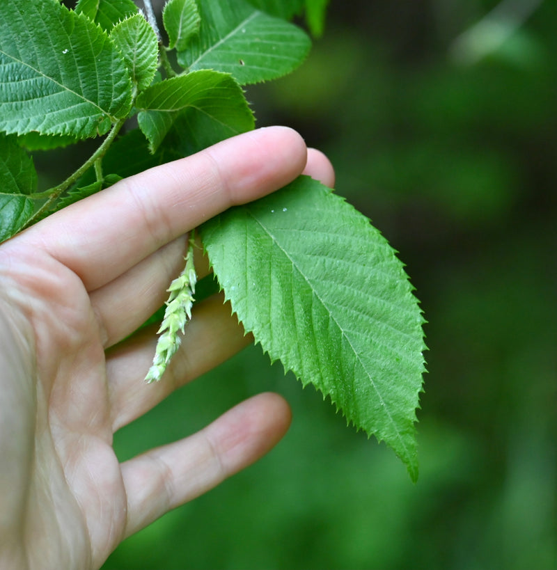 Hop Hornbeam (Ostrya virginiana)