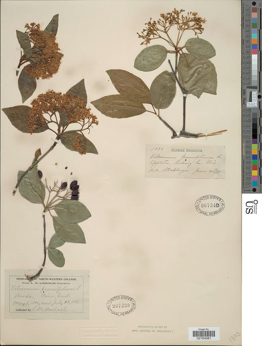 Blackhaw Viburnum (Viburnum prunifolium)