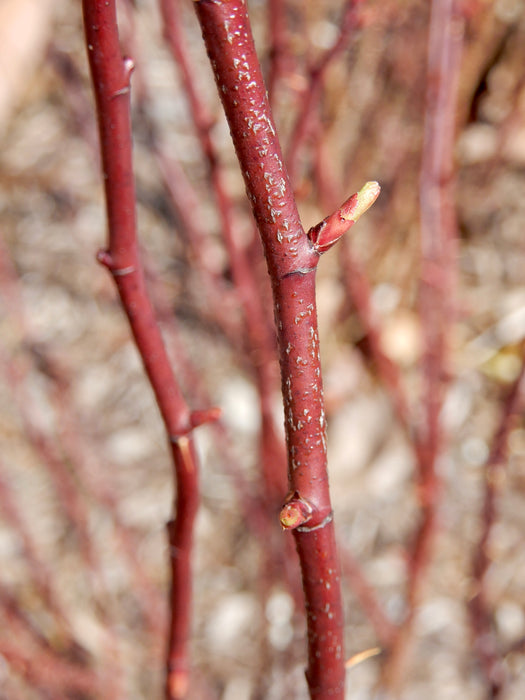 Swamp Rose (Rosa palustris)