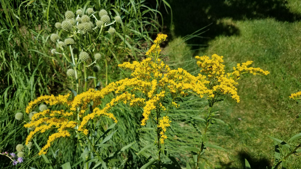 Early Goldenrod (Solidago juncea) 2x2x3" Pot