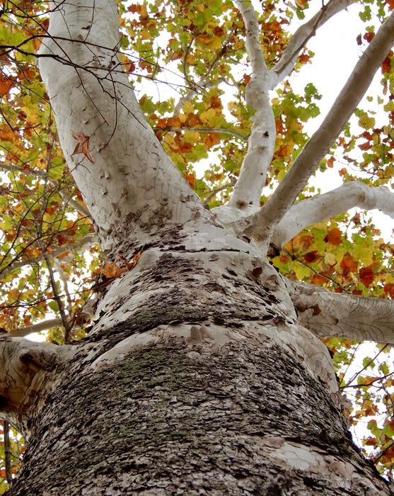 American Sycamore (Platanus occidentalis)