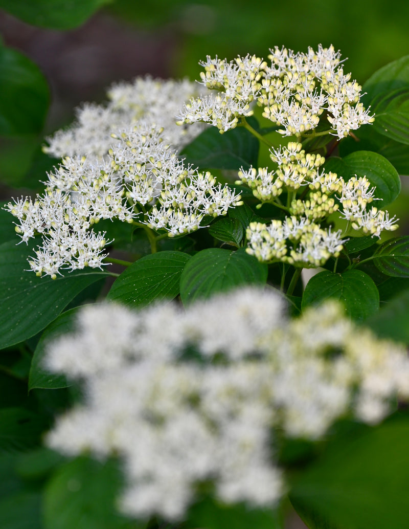 Pagoda Dogwood (Cornus alternifolia)