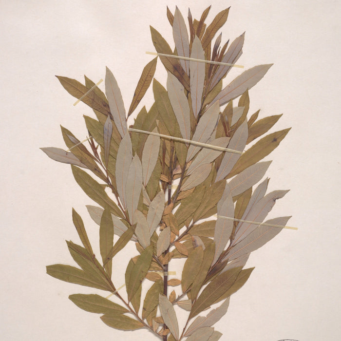 Prairie Willow (Salix humilis)