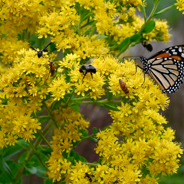 Stiff Goldenrod (Oligoneuron rigidum) 2x2x3" Pot