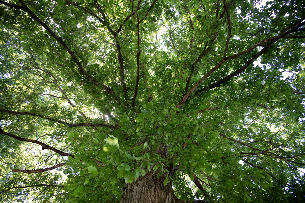 Red Oak (Quercus rubra)