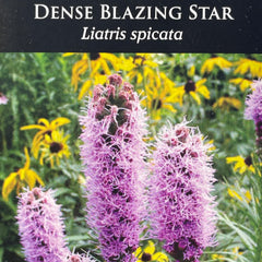 Seed Pack - Dense Blazing Star (Liatris spicata)