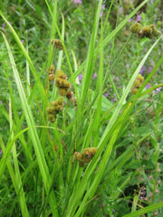 Crested Sedge (Carex cristatella)