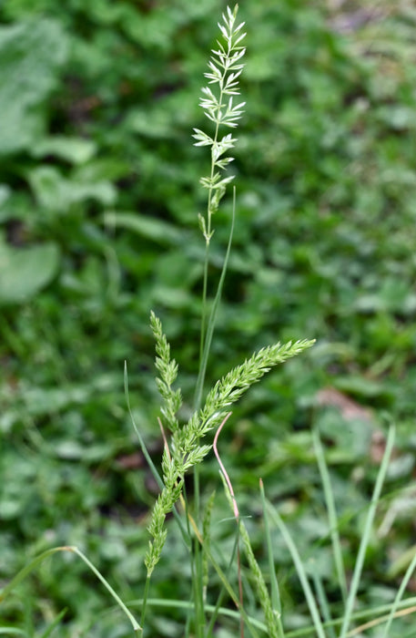 Seed Pack - June Grass (Koeleria macrantha)