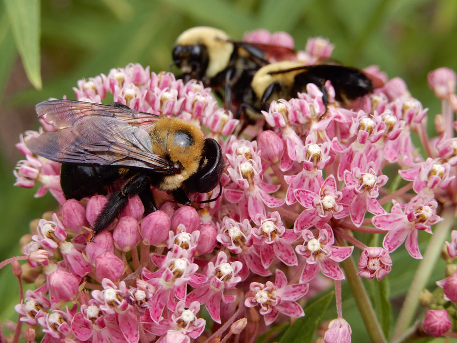 Marsh Milkweed (Asclepias incarnata) 2x2x3" Pot