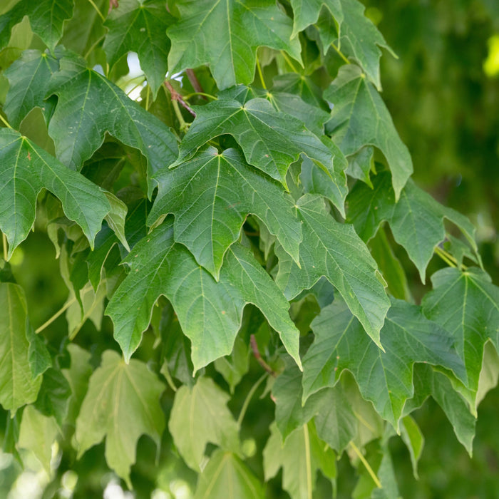 Red Maple (Acer Rubrum)
