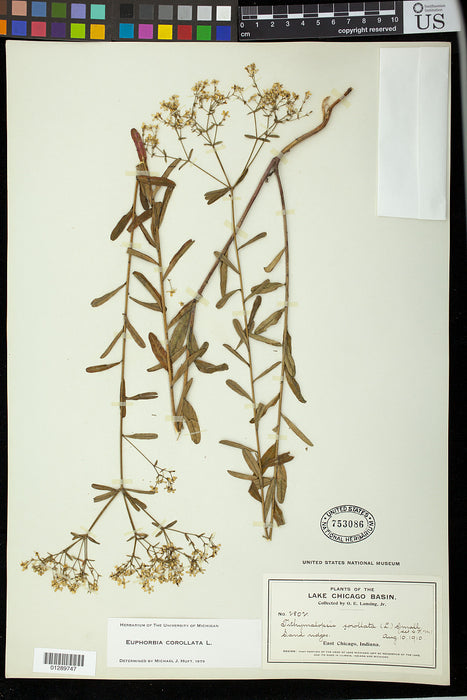 Flowering Spurge (Euphorbia corollata)
