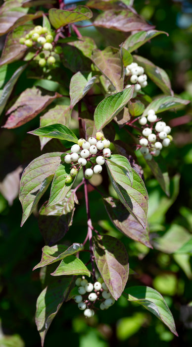 Red Twig Dogwood (Cornus sericea)