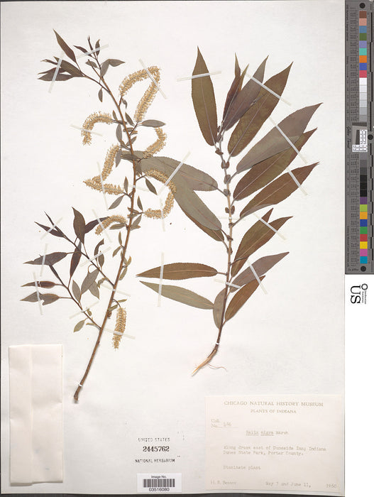 Black Willow (Salix nigra)