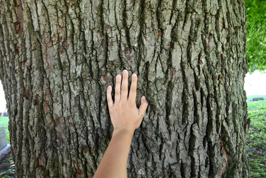 American Basswood (Tilia americana)