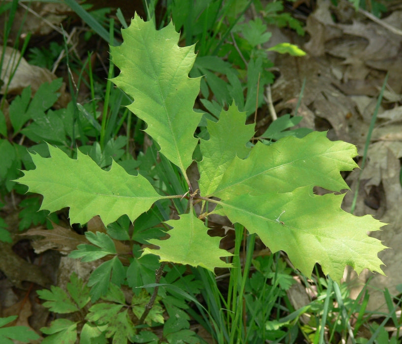 Red Oak (Quercus rubra)