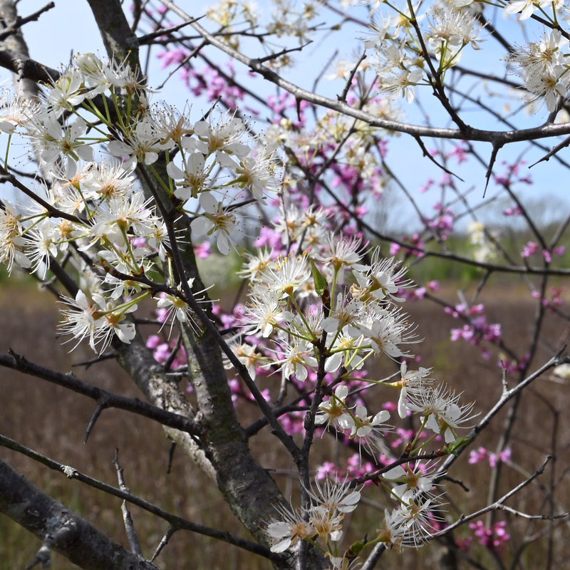 American Plum (Prunus americana)