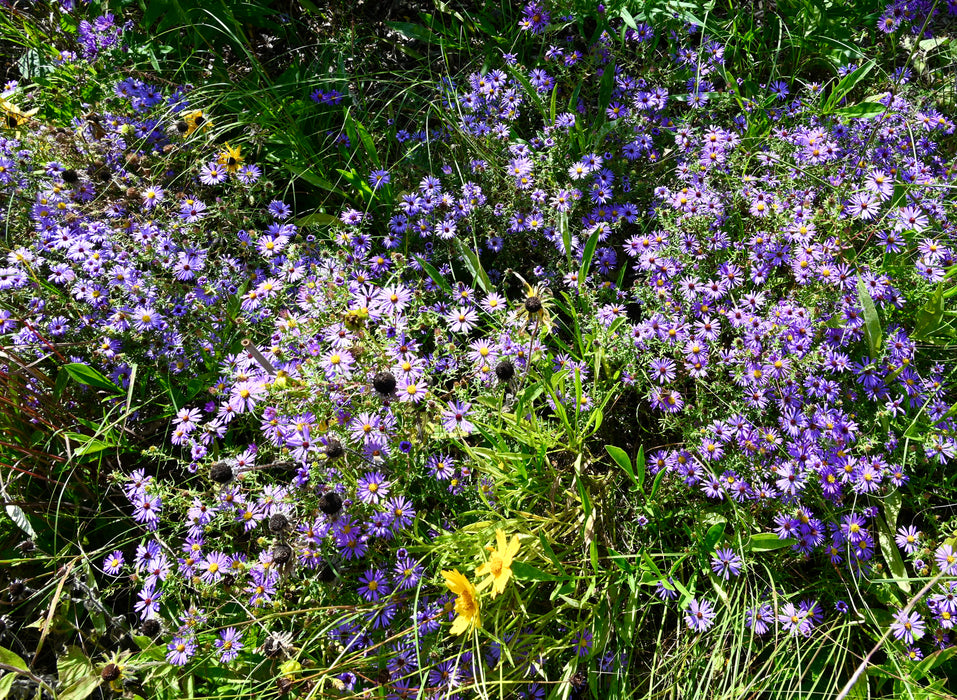 Seed Pack - Aromatic Aster (Symphyotrichum ablongifolium)