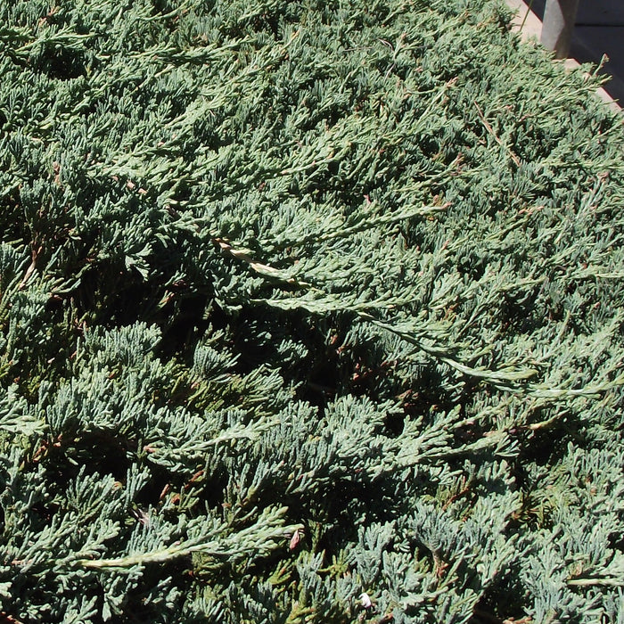 Creeping Juniper (Juniperus horizontalis)