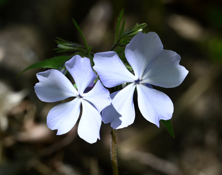 Woodland Phlox (Phlox divaricata)