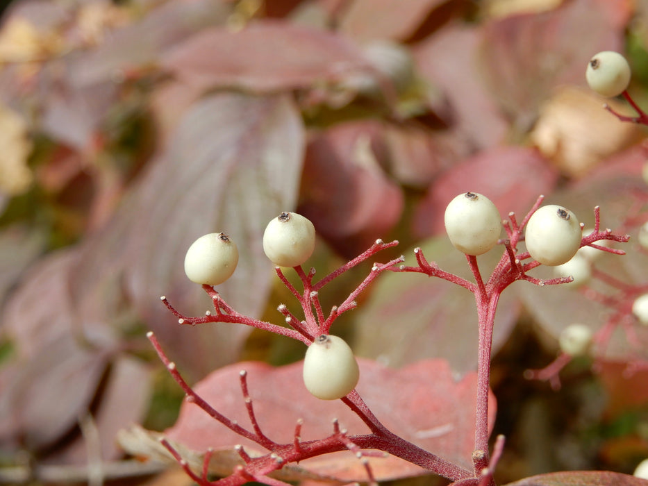 Roughleaf Dogwood (Cornus drummondii)