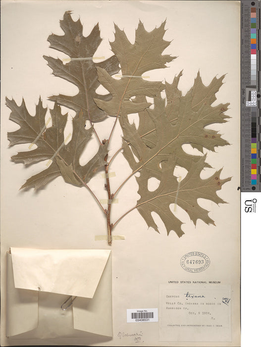 Shumard Oak (Quercus shumardii)