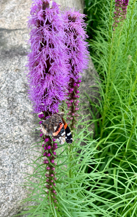 Prairie Blazing Star (Liatris pycnostachya) 2x2x3" Pot