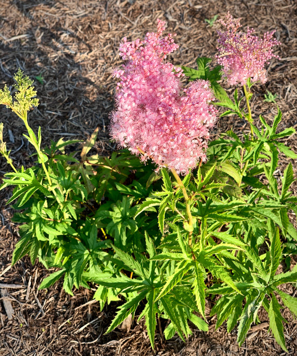 Queen of the Prairie (Filipendula rubra) 2x2x3" Pot