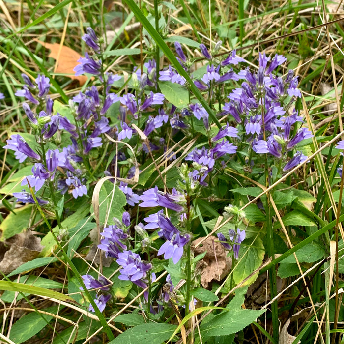 Great Blue Lobelia (Lobelia siphilitica) 2x2x3" Pot