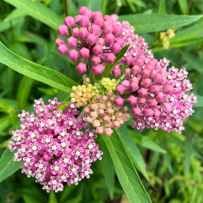 Marsh Milkweed (Asclepias incarnata) 2x2x3" Pot