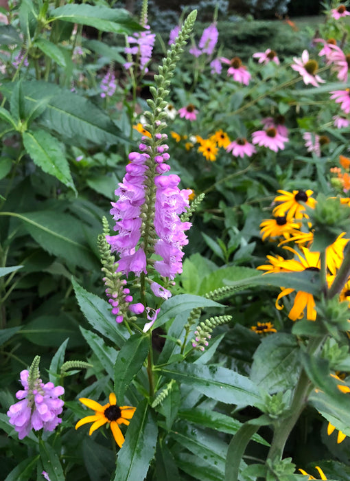 Obedient Plant (Physostegia virginiana) 2x2x3" Pot