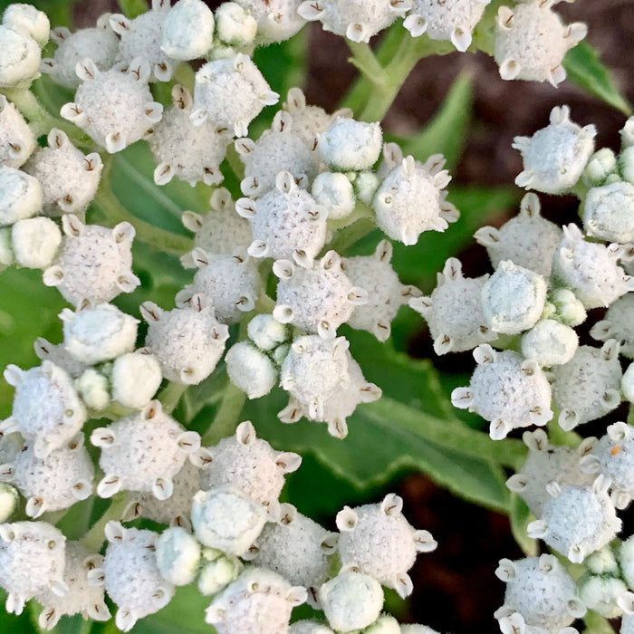 Wild Quinine (Parthenium integrifolium) 2x2x3" Pot