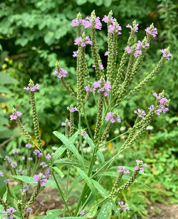 Blue Vervain (Verbena hastata) 2x2x3" Pot