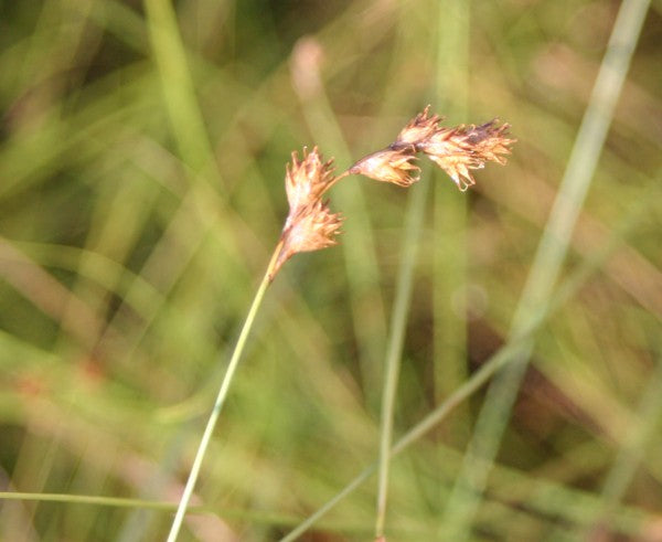 Prairie Oval Sedge (Carex bicknellii) 2x2x3" Pot