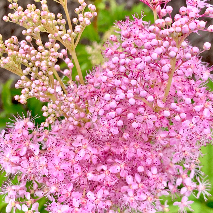 Queen of the Prairie (Filipendula rubra) 2x2x3" Pot