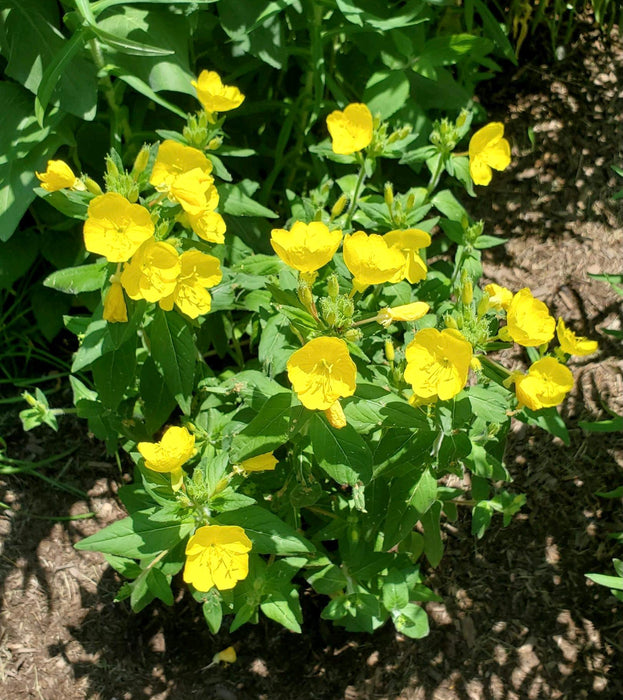 Prairie Sundrops (Oenothera pilosella) 2x2x3" Pot