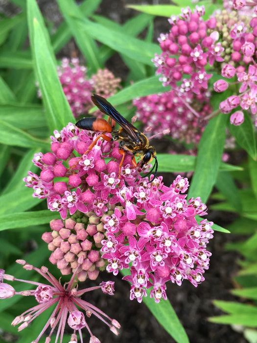 Marsh Milkweed (Asclepias incarnata) 2x2x3" Pot