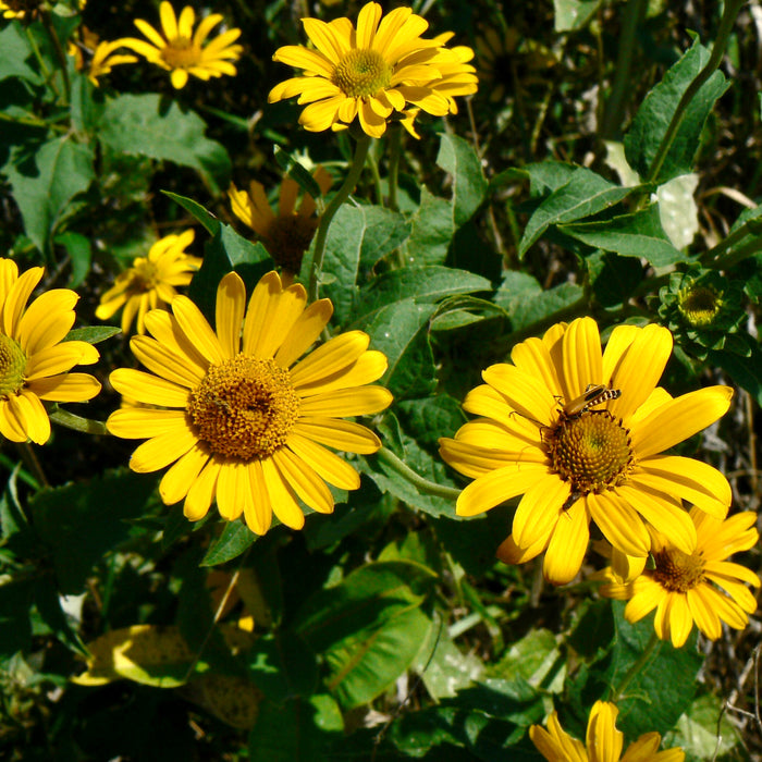 Sawtooth Sunflower (Helianthus grosseserratus) 2x2x3" Pot