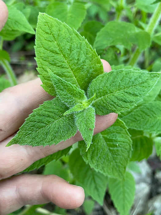 Hairy Wood Mint (Blephilia hirsuta) 2x2x3" Pot