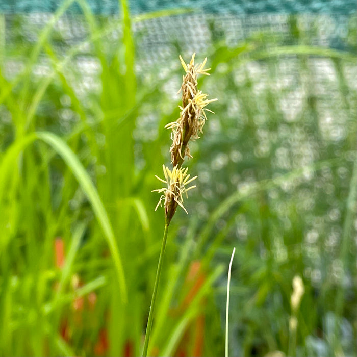 Prairie Oval Sedge (Carex bicknellii) 2x2x3" Pot