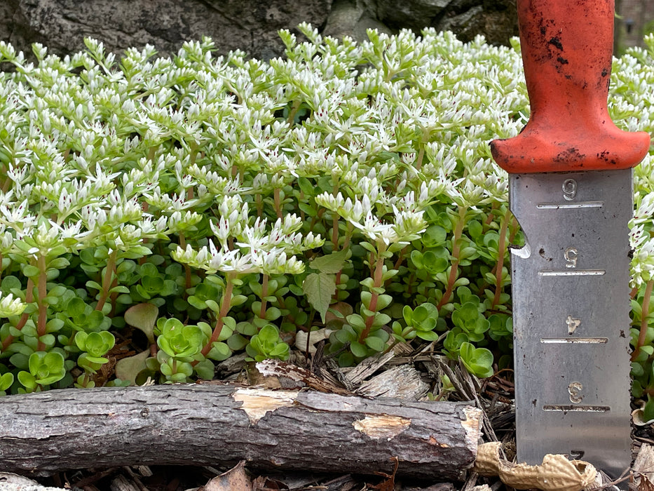 Woodland Stonecrop (Sedum ternatum) 2x2x3" Pot