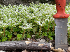 Woodland Stonecrop (Sedum ternatum)
