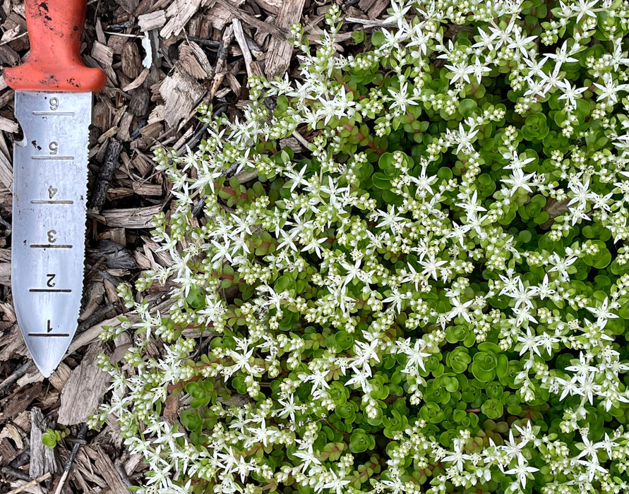 Woodland Stonecrop (Sedum ternatum) 2x2x3" Pot