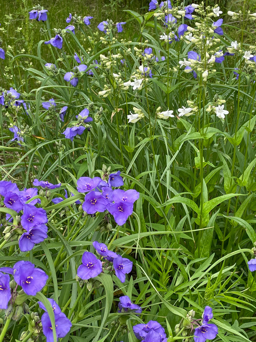 Ohio Spiderwort (Tradescantia ohiensis) 2x2x3" Pot