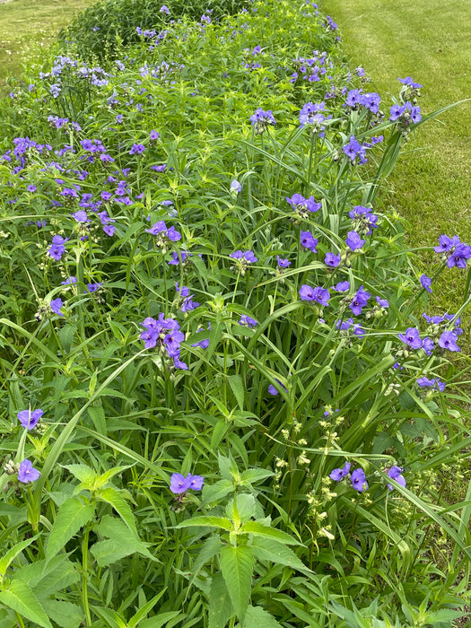 Ohio Spiderwort (Tradescantia ohiensis) 2x2x3" Pot