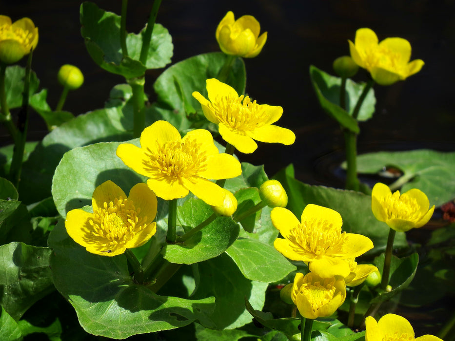 Marsh Marigold (Caltha palustris) 2x2x3" Pot