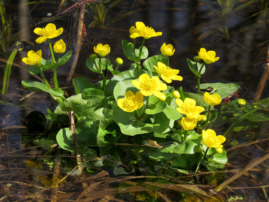 Marsh Marigold (Caltha palustris) 2x2x3" Pot